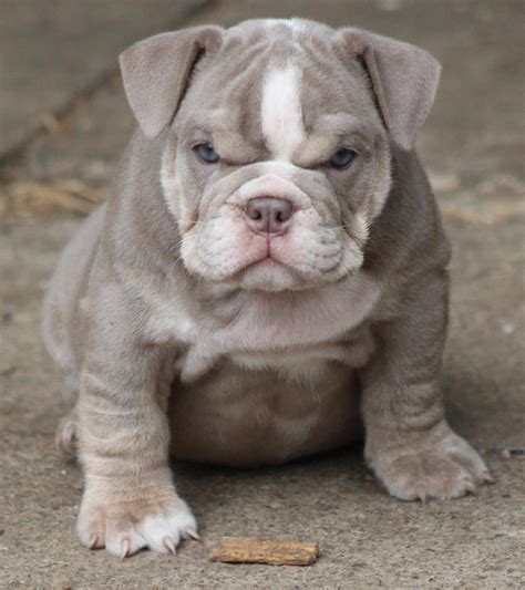 affordable english bulldogs for sale|english bulldog puppies for sale near me.